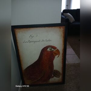 Framed Vintage-Style Parrot Print - Red & Brown